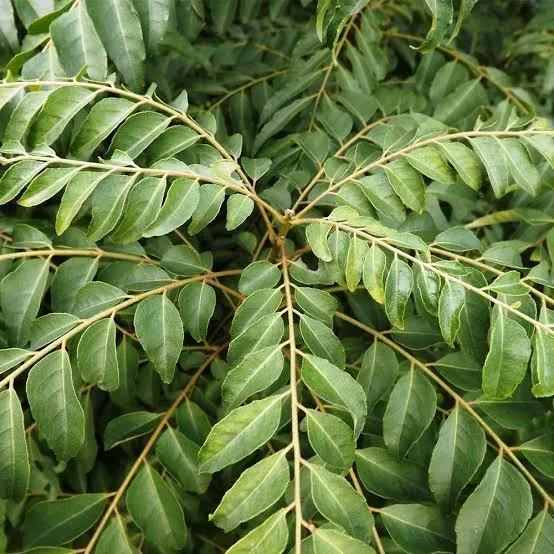 Curry Leaves (Kadi Patta)